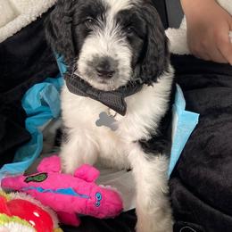 Goldendoodle, Golden Retriever, and Sheepadoodle Puppies from Guppy Puppies