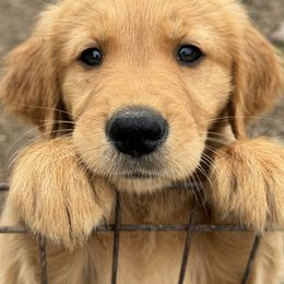 Golden Retriever Puppies from Copper Tail Golden Retrievers
