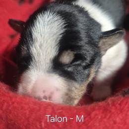 Talon - White and black male Teddy Roosevelt Terrier puppy in Murray, Kentucky from Froschwald German Shepherds and Xanadu Teddy Roosevelt Terriers