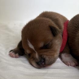 Staffordshire Bull Terrier Puppies from Tier 1 Staffordshire Bull Terriers