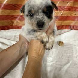 Patriot - Blue male Australian Cattle Dog puppy in Lynd, Minnesota from Diamond Falls Cattle Dogs