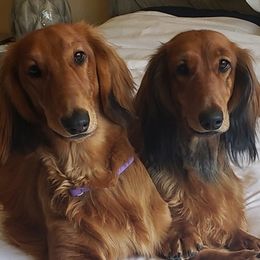 Dachshunds from Beacon Hill Dachshunds