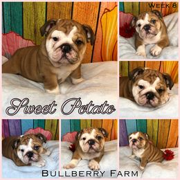 Bulldog Puppies from Bullberry Farm