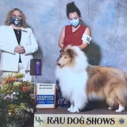 Jagger - Collie