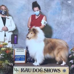Jagger - Collie