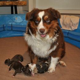 Miniature American Shepherd puppies from Roeboat Aussies
