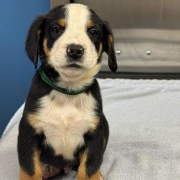 Green Boy - Black, white and red male Greater Swiss Mountain Dog puppy in Lower Burrell, Pennsylvania from Polyanna’s GSMD