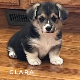 Clara - Black and tan female Pembroke Welsh Corgi puppy in Vernal, Utah from Bingo's Kennel