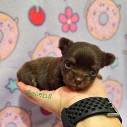 Girl 1 - Chocolate and tan female Chihuahua puppy in Richmond, Virginia from Breens