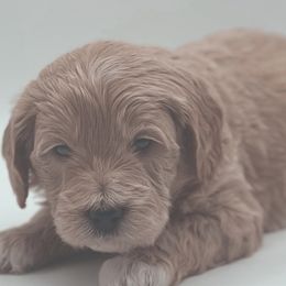 Goldendoodles from Adventure Doodles Of East TN