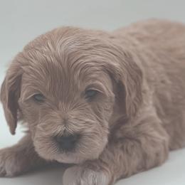 Goldendoodles from Adventure Doodles Of East TN