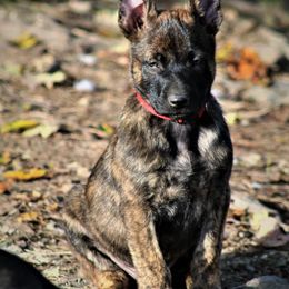 Dutch Shepherds from Kingdom Kennels