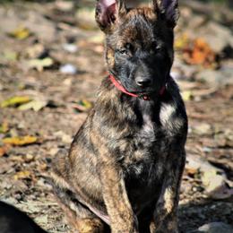 Dutch Shepherds from Kingdom Kennels