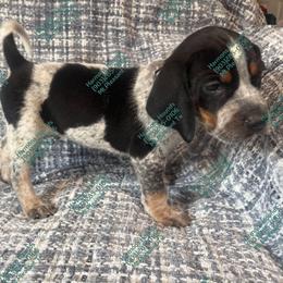 Cody - Blue ticked and tan male Bluetick Coonhound puppy in Mount Pleasant, Texas from Harmons Hounds