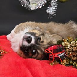 Elphaba(Spark) - Sable female Pembroke Welsh Corgi puppy in Dickeyville, Wisconsin from J&R Shepherds & Corgis