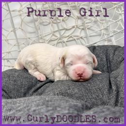 Purple Girl - Parti female Goldendoodle puppy in Taneytown, Maryland from Curlydoodles