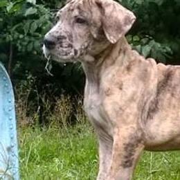 Great Danes from Plum CrazyDanes
