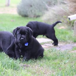 Labrador Retriever Puppies from Britt Labradors