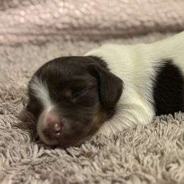 Dachshund Puppies from Whitesboro Dachshund