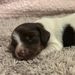 Dachshund Puppies from Whitesboro Dachshund