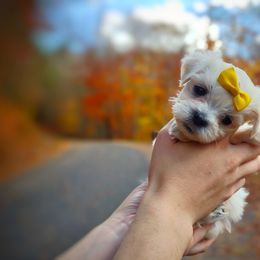 Companion Cross, Maltese, and Maltipoo Puppies from Seeking Shalom Acres Maltese, Maltipoos & Havamalts