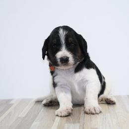 Joy (Orange Band) - Tri-color male Labradoodle puppy in Plainfield, New Jersey from Caris Paws Poodles and Labradoodles
