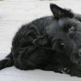 Scottish Terrier Puppies from Glendarra Scottish Terriers