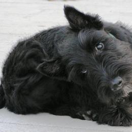 Scottish Terrier Puppies from Glendarra Scottish Terriers