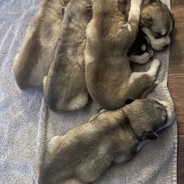 Siberian Husky Puppies from Alexandra's Siberian Huskies