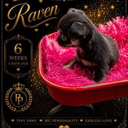 AKC Raven - Black and white female Chihuahua puppy in Columbus, Nebraska from Prancy Pawz