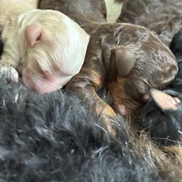 Girl 1 - Red female Bernedoodle puppy in Bellville, Ohio from Bernedoodle Buddies