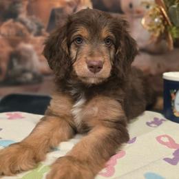 Lily - Brown and white female Aussiedoodle puppy in Prescott Valley, Arizona from Ramirez Family Doodles