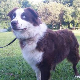 Shooter - Australian Shepherd