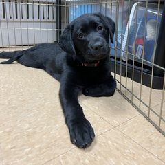 Working Dog Cross Puppies from Happy Hartz