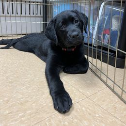 Working Dog Cross Puppies from Happy Hartz