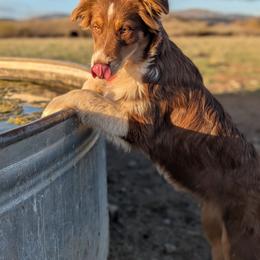 Eva - Australian Shepherd