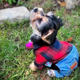 Maltese, Morkie, and Yorkshire Terrier Puppies from Fluff Town Puppies, LLC