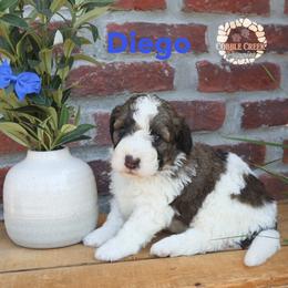Diego - Brown and white male Bernedoodle puppy in Heyworth, Illinois from Cobble Creek Puppies
