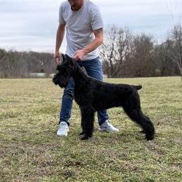 Whistler - Giant Schnauzer