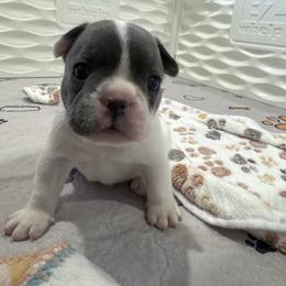 Girl 1 - White and black female French Bulldog puppy in Norwalk, Ohio from The Frenchie Ravine Connection LLC
