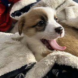 Pembroke Welsh Corgi Puppies from Delaney’s Corgis