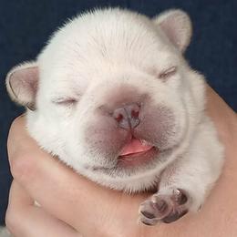 French Bulldog Puppies from Diamond Dreams French Bulldogs
