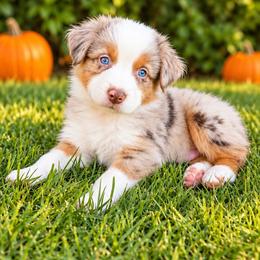 Farfetch'd - Red merle male Australian Shepherd puppy in Riverside, California from Aus Cal (Aussies of soCal)