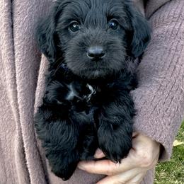 Rocky - Black male Yorkipoo puppy in New Britain, Connecticut from Goldendoodles Stars LLC