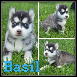 Basil - Black and white male Siberian Husky puppy in Merrill, Michigan from Haase Family Kennels
