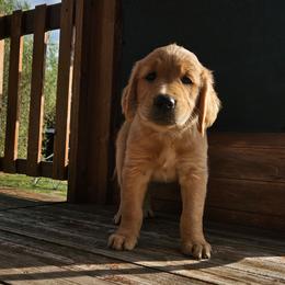 Manchego - Golden male Golden Retriever puppy in Dayton, Minnesota from Akoya Kennels