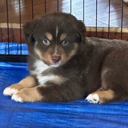 Taz - Red tri male Miniature Australian Shepherd puppy in Pasadena, Texas from Janet Opre-Mittendorf Moss Hill Aussies
