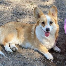 American Corgis and Pembroke Welsh Corgis from Linda Berkes
