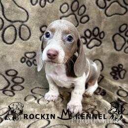 Isabella Piebald (Patches) - Piebald male Dachshund puppy in George West, Texas from Rockin M Kennel
