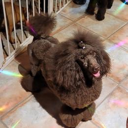 Poodle All Grown Up from Reflexxion Poodles